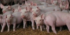 Cost Savings for Pig Processors